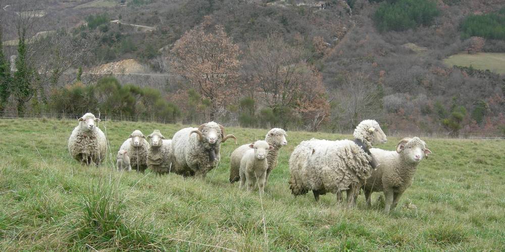 nos brebis , le village de montaulieu -  FERME DES AYGUES "le frêne " (Auvergne-Rhône-Alpes, Drôme)