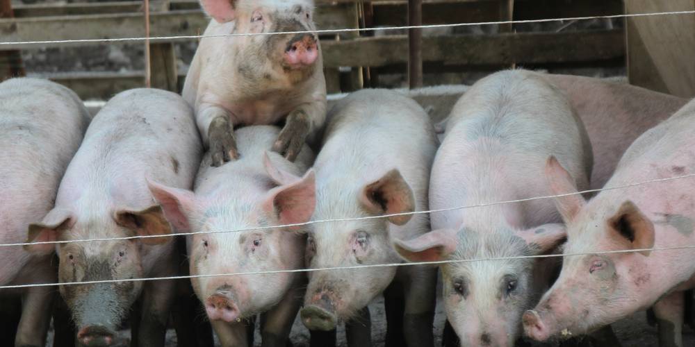 AIRE NATURELLE DE POMMEROL (Auvergne-Rhône-Alpes, Drôme)