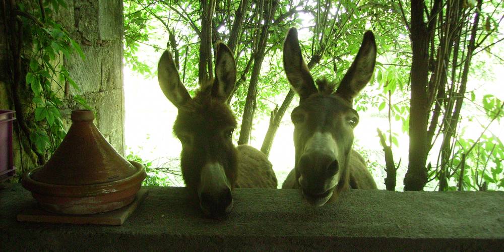Fripon et Polux -  DOMAINE DE PUY SAINT JAMMES (Occitanie, Tarn)