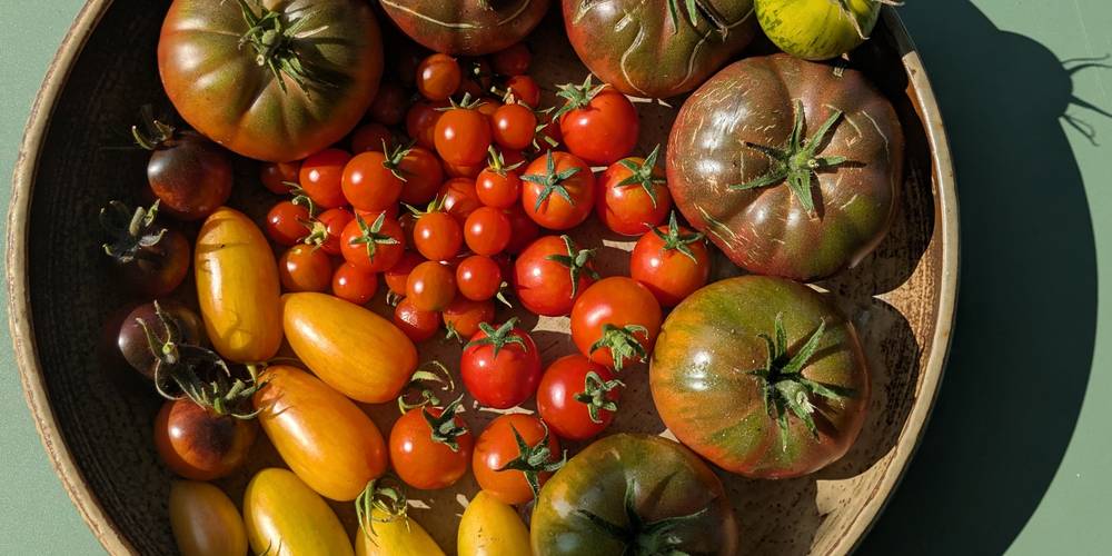 Vive l'été et ses tomates -  GÎTE DE LA POTERIE (Hauts-de-France, Pas-de-Calais)