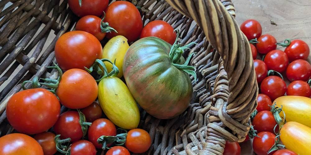 Récolte estivale -  GÎTE DE LA POTERIE (Hauts-de-France, Pas-de-Calais)