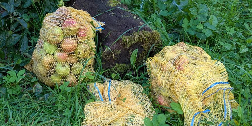 Récolte automnale pour le jus de pomme -  GÎTE DE LA POTERIE (Hauts-de-France, Pas-de-Calais)