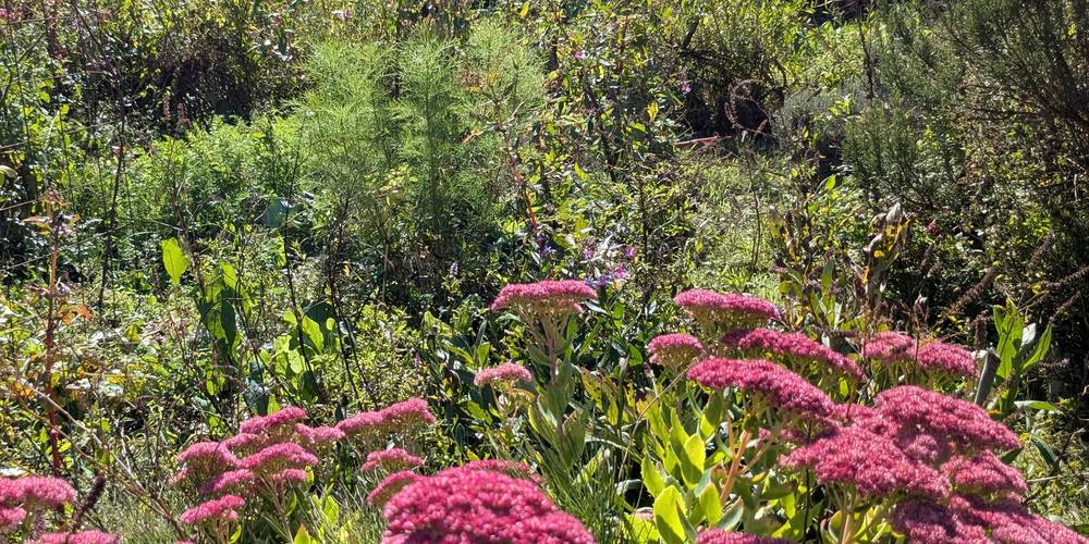Notre fouilli de jardin -  GÎTE DE LA POTERIE (Hauts-de-France, Pas-de-Calais)