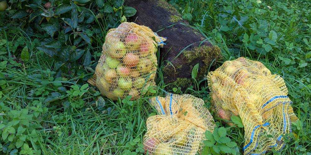Récolte automnale, on fera du jus 3 fois -  GÎTE DE LA POTERIE (Hauts-de-France, Pas-de-Calais)
