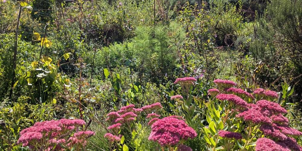 Notre jardin au naturel -  GÎTE DE LA POTERIE (Hauts-de-France, Pas-de-Calais)