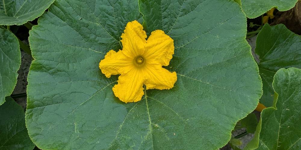 Surprise de courge -  GÎTE DE LA POTERIE (Hauts-de-France, Pas-de-Calais)