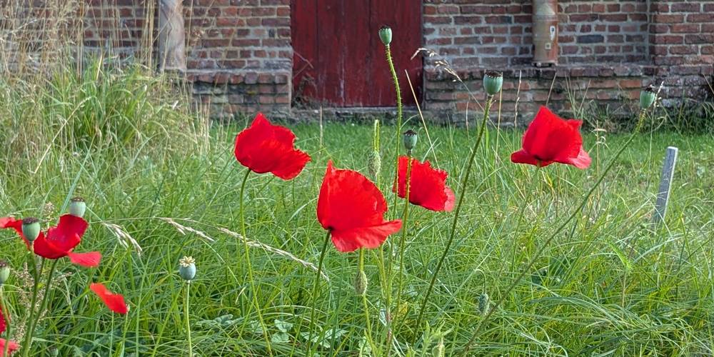 Les deux gardiens du temple -  GÎTE DE LA POTERIE (Hauts-de-France, Pas-de-Calais)