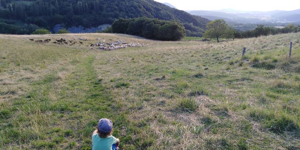Le troupeau de moutons et vue -  FERME DES HAUCHES (Auvergne-Rhône-Alpes, Drôme)