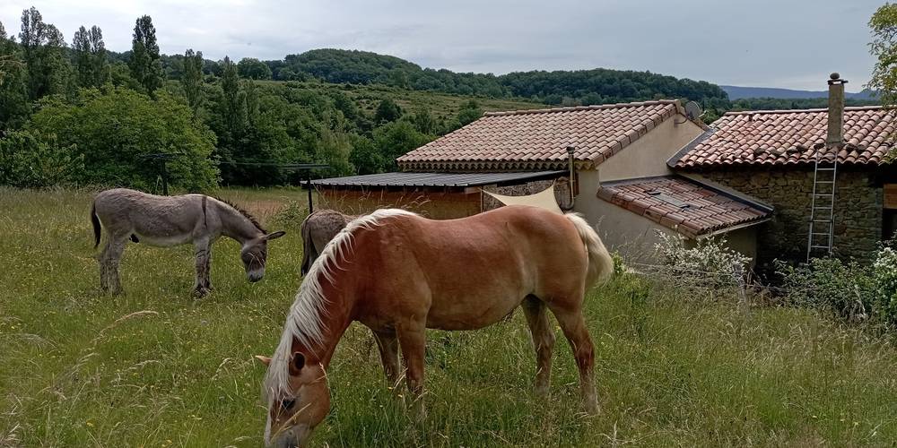 Anes et jument -  FERME DES HAUCHES (Auvergne-Rhône-Alpes, Drôme)