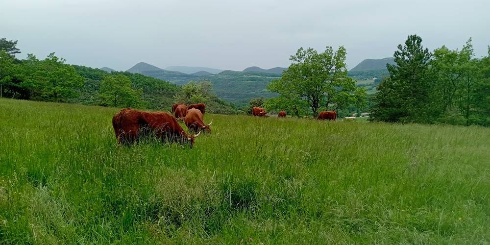 Vaches Salers -  FERME DES HAUCHES (Auvergne-Rhône-Alpes, Drôme)