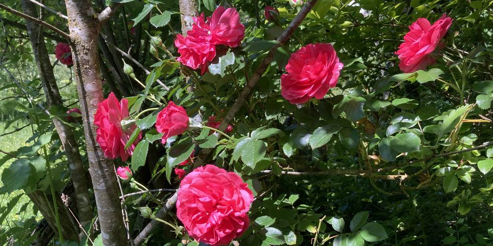  LES JARDINS DE FRAICHE COMTE (Bourgogne-Franche-Comté, Doubs)