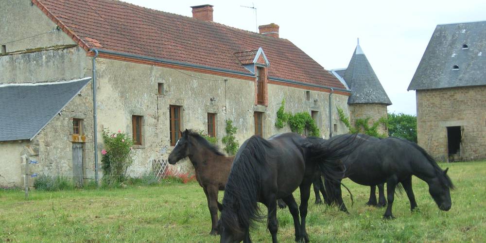 les chevaux de race mérens -  Ferme de La Lande (Centre-Val de Loire, Indre)