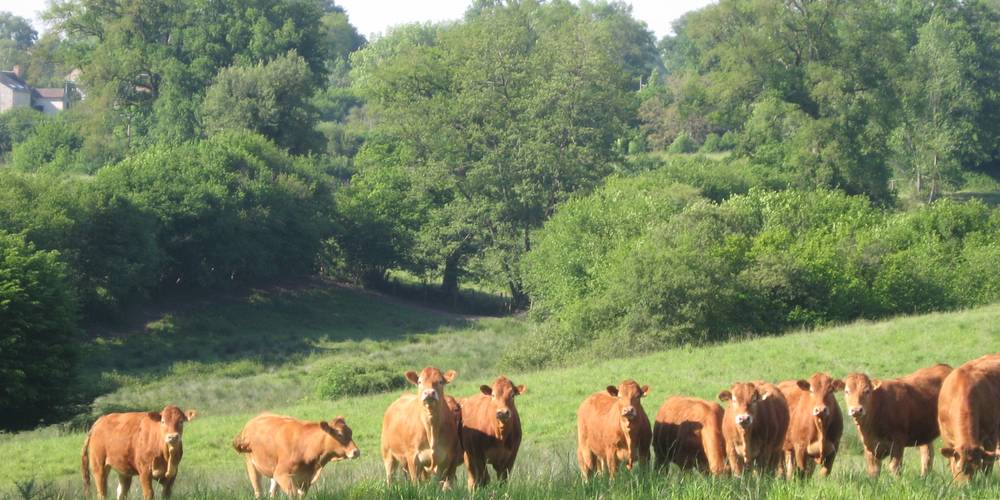 des prairies, un pays d'élevage. -  Ferme de La Lande (Centre-Val de Loire, Indre)