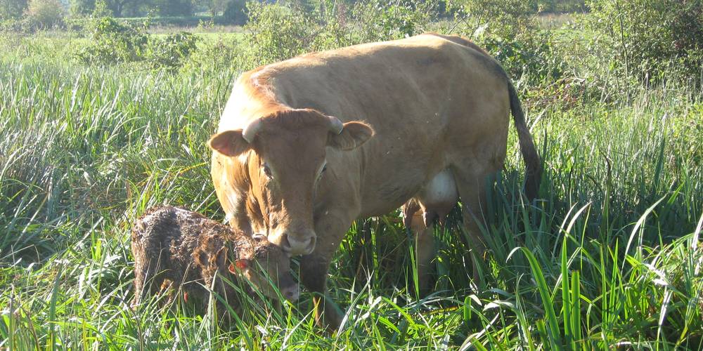 un vélage -  Ferme de La Lande (Centre-Val de Loire, Indre)