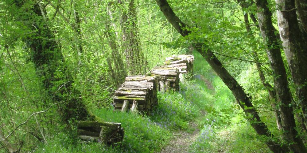 des chemins ombragés propices aux promenades -  Ferme de La Lande (Centre-Val de Loire, Indre)