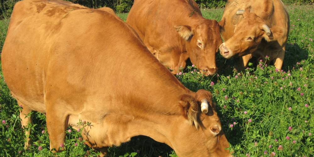les vaches qui se régalent -  Ferme de La Lande (Centre-Val de Loire, Indre)