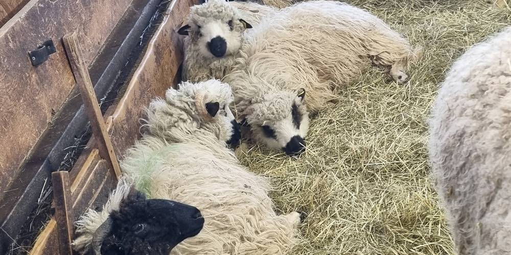  LA FERME AU CHAPEAU VERT (Bourgogne-Franche-Comté, Jura)