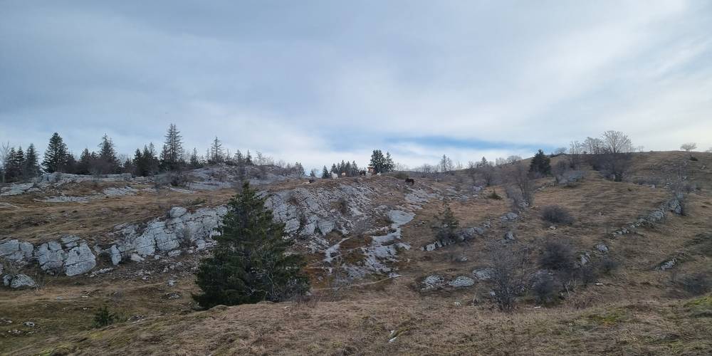  LA FERME AU CHAPEAU VERT (Bourgogne-Franche-Comté, Jura)
