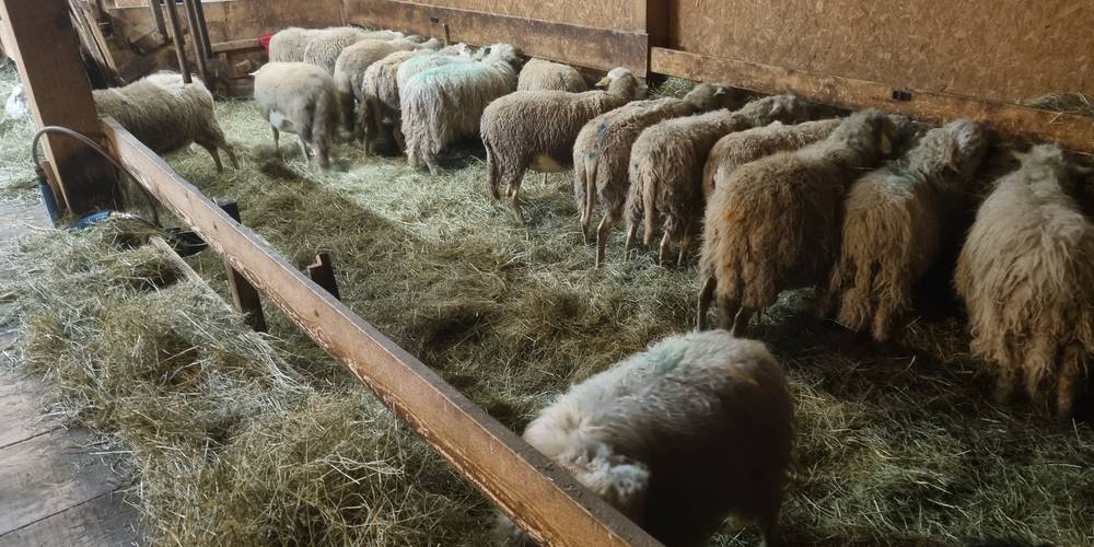  LA FERME AU CHAPEAU VERT (Bourgogne-Franche-Comté, Jura)