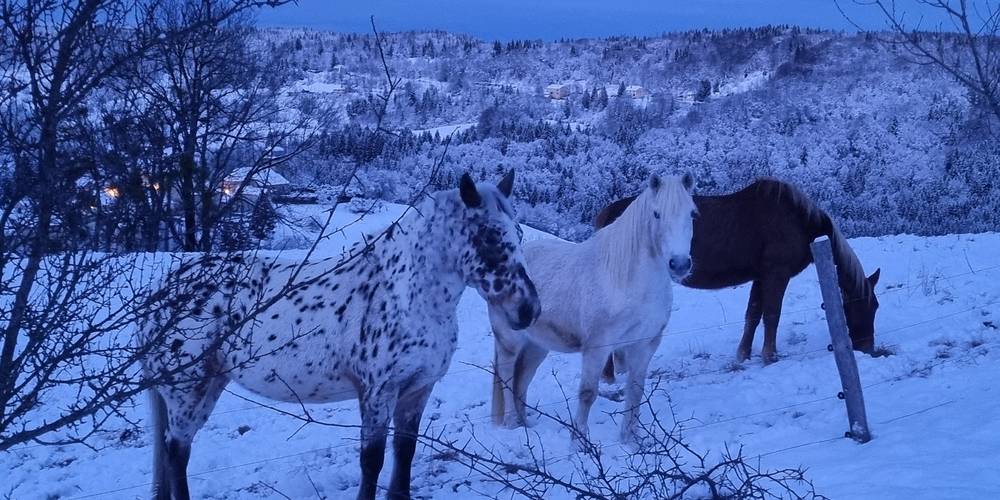  LA FERME AU CHAPEAU VERT (Bourgogne-Franche-Comté, Jura)