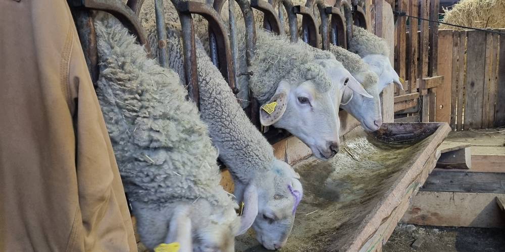  LA FERME AU CHAPEAU VERT (Bourgogne-Franche-Comté, Jura)