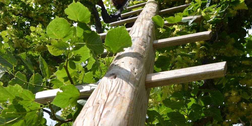 Récolte du tilleuil -  FERME DE PIERRE VIEILLE (Auvergne-Rhône-Alpes, Drôme)
