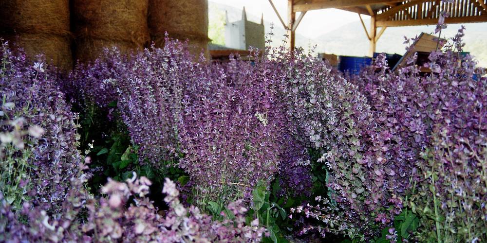 Récolte de la sauge sclarée -  FERME DE PIERRE VIEILLE (Auvergne-Rhône-Alpes, Drôme)