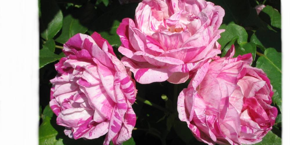  FERME DU PALUD (Bretagne, Finistère)