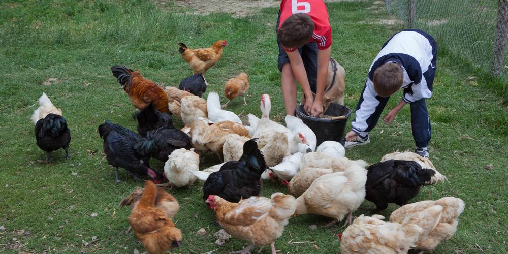 SOINS AUX ANIMAUX -  GITE DU DOMAINE (Pays de la Loire, Mayenne)