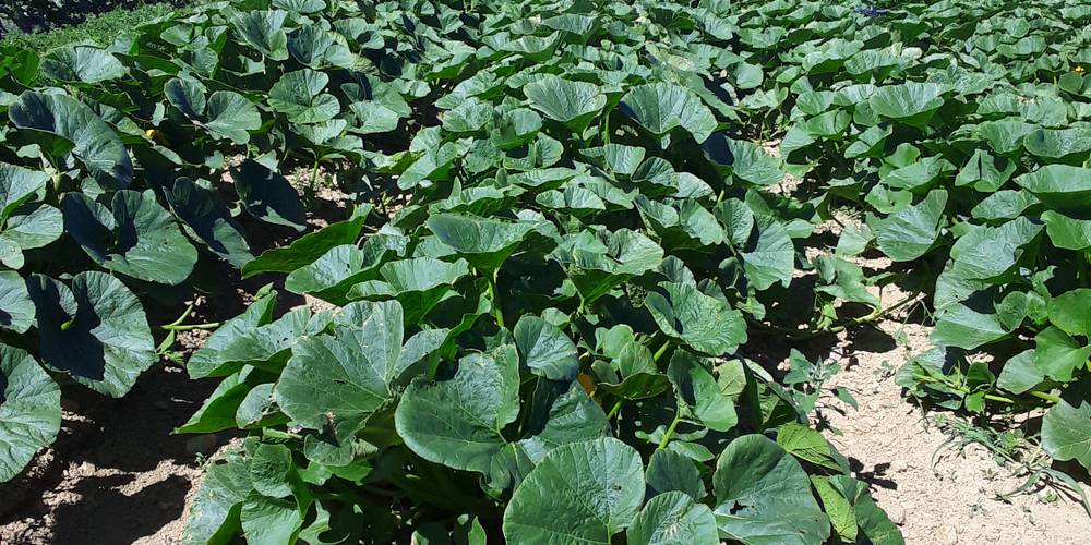  LE GÎTE DU PRE (Auvergne-Rhône-Alpes, Rhône)