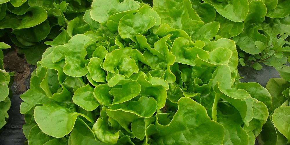  LE GÎTE DU PRE (Auvergne-Rhône-Alpes, Rhône)