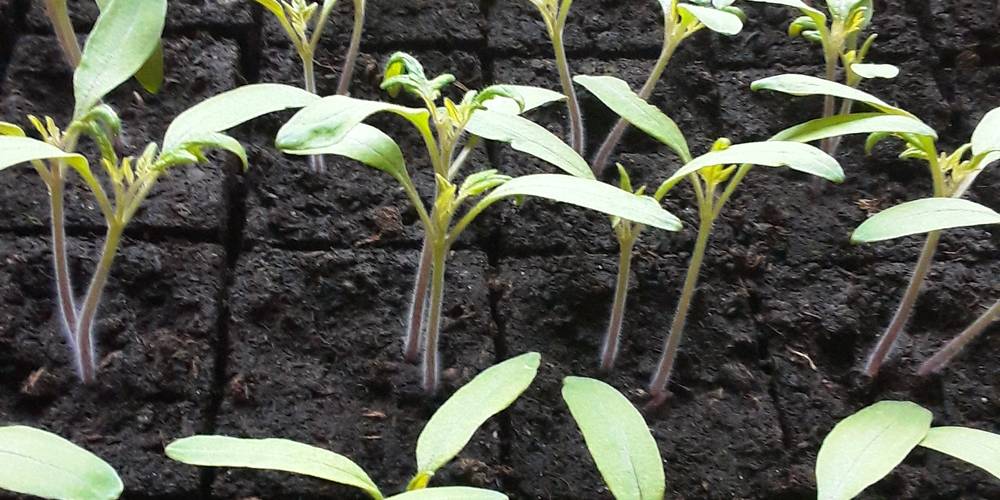  LE GÎTE DU PRE (Auvergne-Rhône-Alpes, Rhône)