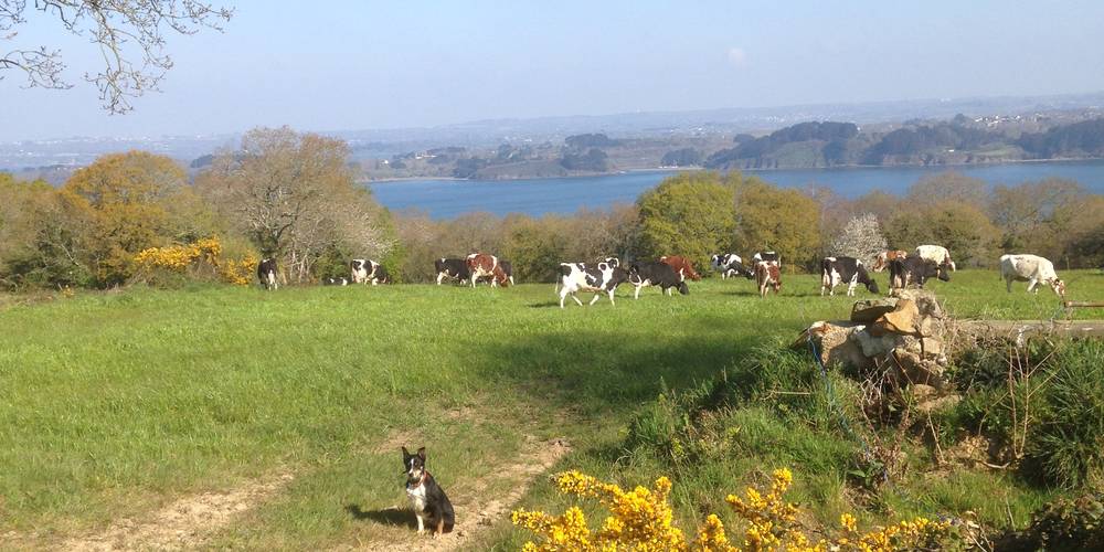 Le Chien border collier 4ème associé du GAEC -  GAEC LE BRETON (Bretagne, Finistère)