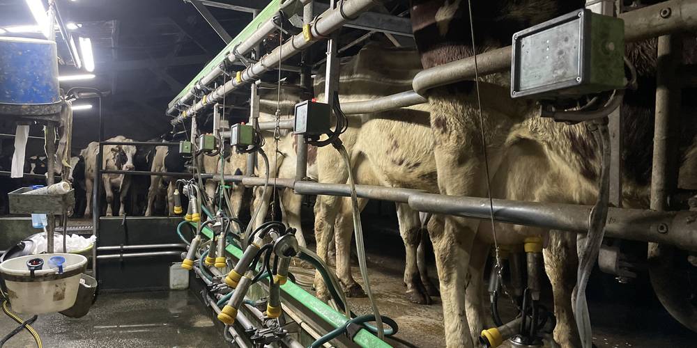 80 vaches à traires -  GAEC LE BRETON (Bretagne, Finistère)