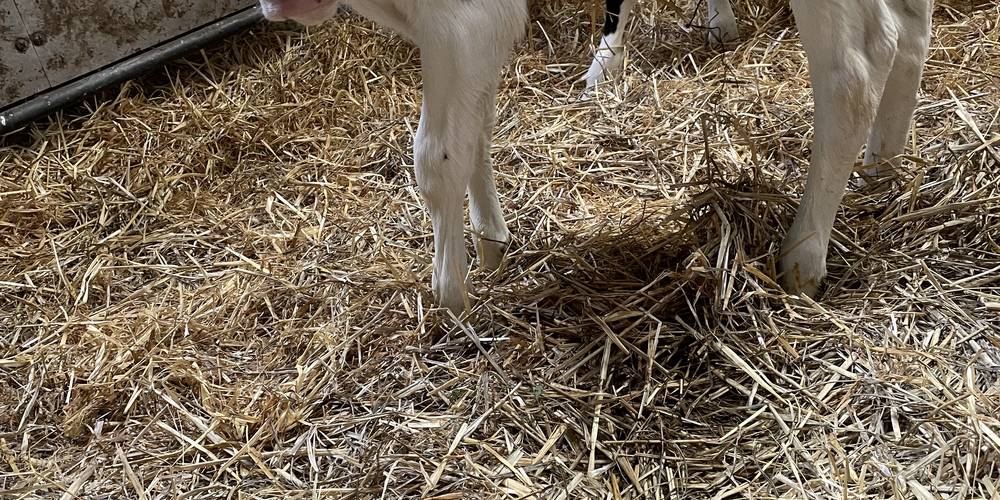 et autant de veaux à nourrir -  GAEC LE BRETON (Bretagne, Finistère)