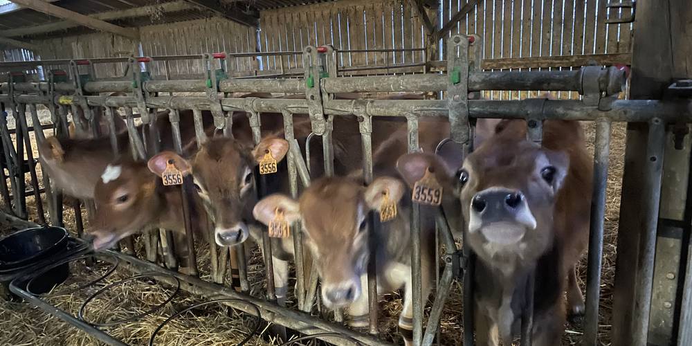 troupeau mixte : race jersiaise, pie rouge des plaines , prim'holstein -  GAEC LE BRETON (Bretagne, Finistère)