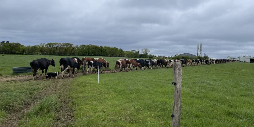 En route pour la traite -  GAEC LE BRETON (Bretagne, Finistère)
