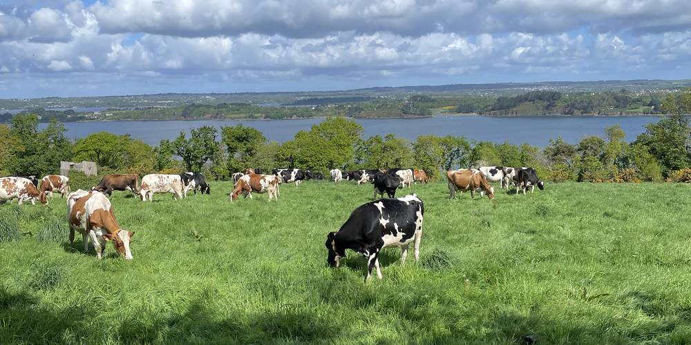pâturage et vue mer -  GAEC LE BRETON (Bretagne, Finistère)