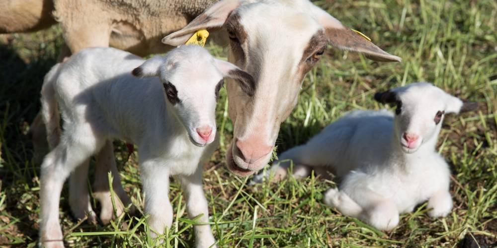  THE STRAW FARM (Occitanie, Lot)