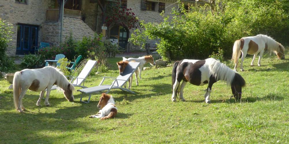 Un peu de repos en compagnie des poneys du Hameau de Villauret ? -  LE HAMEAU DE VILLAURET (Provence-Alpes-Côte d’Azur, Hautes-Alpes)