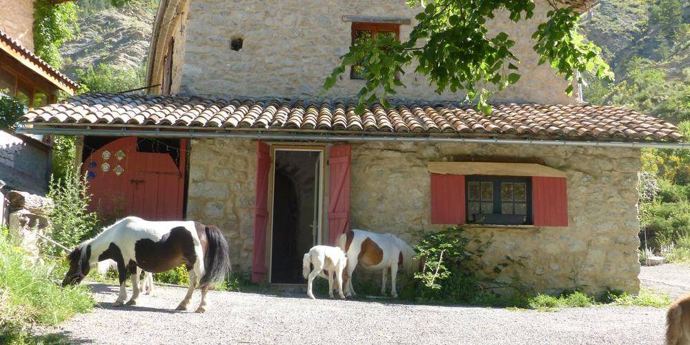 Les poneys vous accueillent aux gîtes du Hameau de Villauret -  LE HAMEAU DE VILLAURET (Provence-Alpes-Côte d’Azur, Hautes-Alpes)