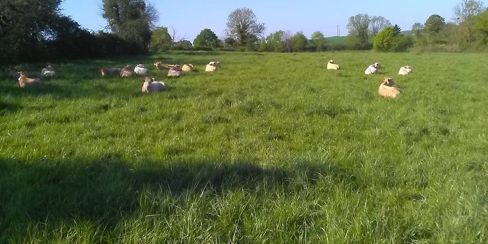  GITE DE LA LOUISIERE (Pays de la Loire, Vendée)