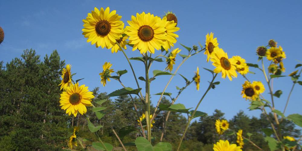  LE PERILHOU (Occitanie, Aude)