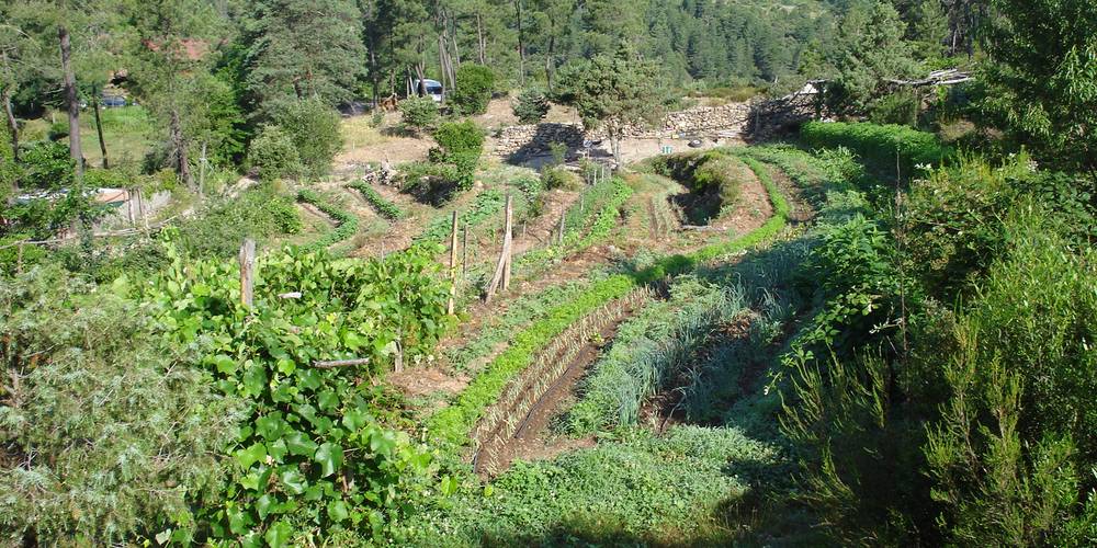Nos cultures de légumes en terasses. -  Ferme bio de La Baraque (Occitanie, Gard)