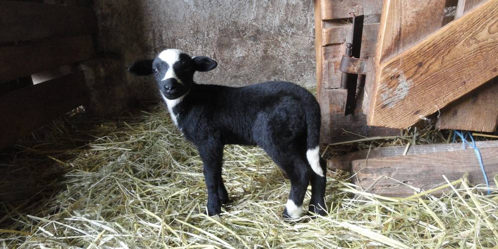  Ferme bio de La Baraque (Occitanie, Gard)