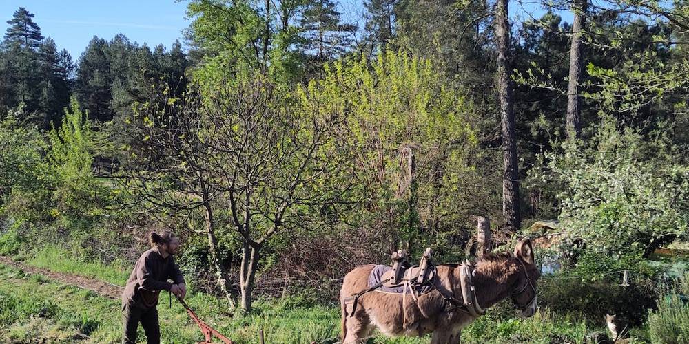 Âne au travail. -  Ferme bio de La Baraque (Occitanie, Gard)