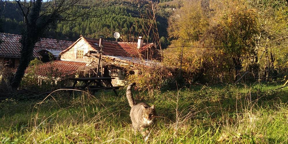 Le chat "Moustique" vous accueille... -  Ferme bio de La Baraque (Occitanie, Gard)
