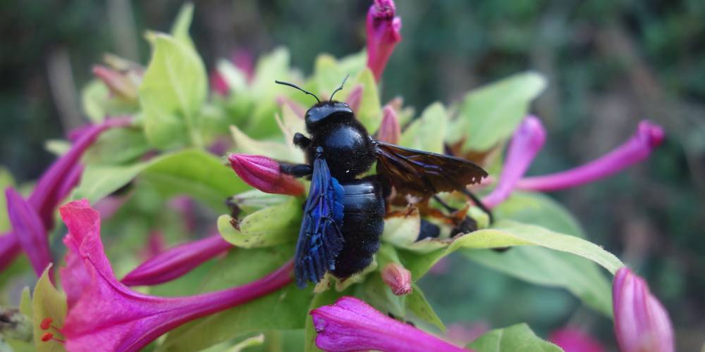  Ferme bio de La Baraque (Occitanie, Gard)