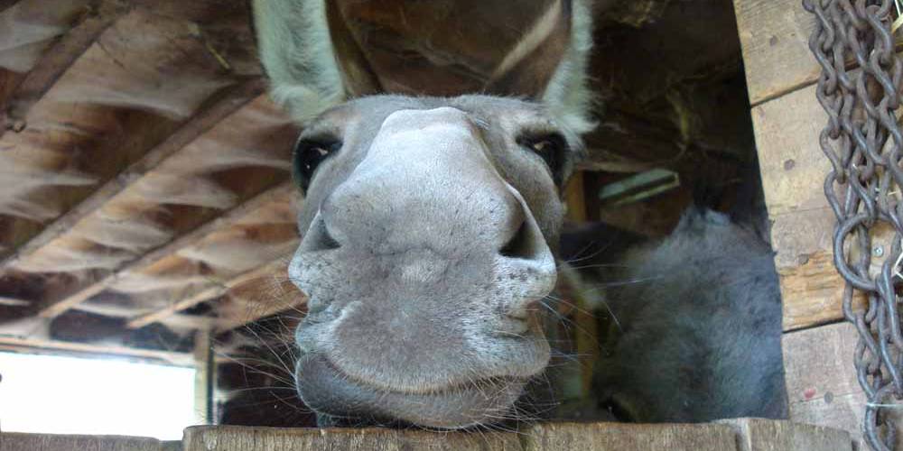  Ferme bio de La Baraque (Occitanie, Gard)