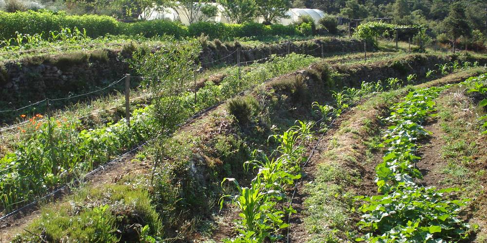  Ferme bio de La Baraque (Occitanie, Gard)